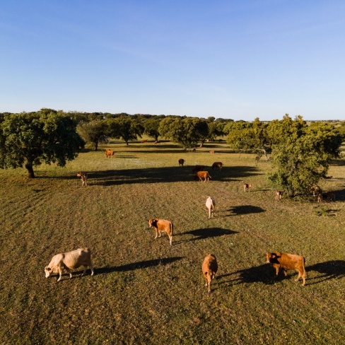 Romântico Vila Galé Collection Monte do Vilar - junho, julho e setembro 2025