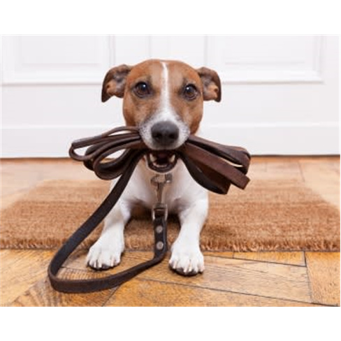 Curso de Cuidados e Procedimentos com Cães | Sociedade Digital | E-Learning 60