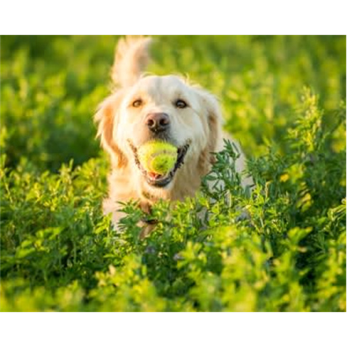 Curso de Cuidados e Procedimentos com Cães | Sociedade Digital | E-Learning 60