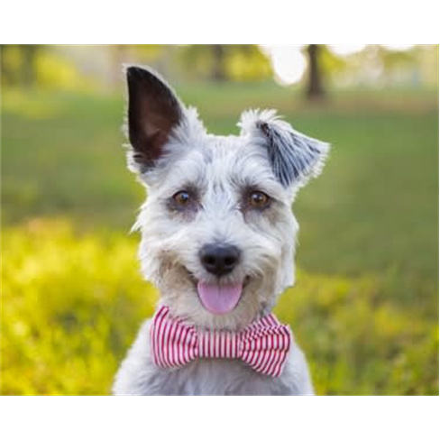 Curso de Cuidados e Procedimentos com Cães | Sociedade Digital | E-Learning 60