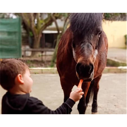 Baptismo de Cavalo ou Pónei com Visita a Quinta Pedagógica | Aveiro