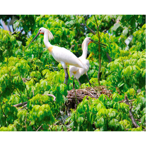 Passeio de Barco no Rio Tejo & Natureza! 2h30 | 2 Adultos e 2 Crianças
