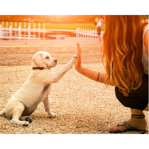 Sessão Fotográfica Outdoor ...m Animal de Estimação + 15 Fotos Editadas | 1