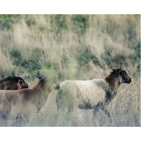 Safari pelo Alentejo | Fantástico Passeio de Jipe no Montado! Passeio de Jipe +