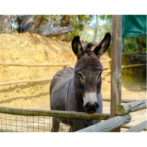 Entrada no Parque da Mina -...chique | Dia em Família no Algarve! Entrada Séni