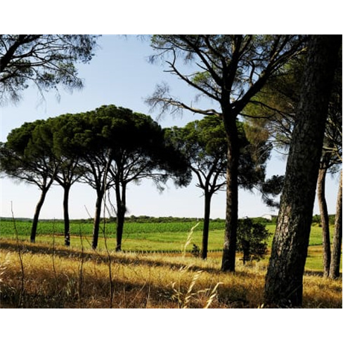 Passeio de Jipe + Prova de Vinhos | Herdade de Coelheiros - Arraiolos Passeio de