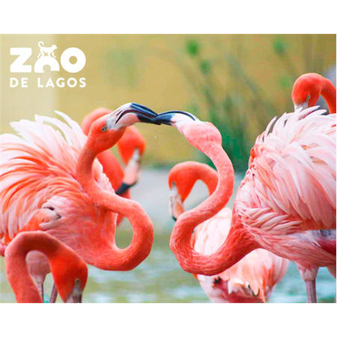 Zoo de Lagos | Aberto Todo o Ano! Entrada de Criança