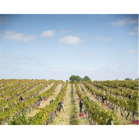 Visita à Adega + Prova de V... à Adega + Prova de Vinhos + Degustação | 1 Pe