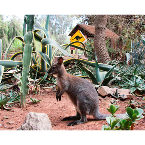 Zoo de Lagos | Aberto Todo o Ano! Entrada de Criança