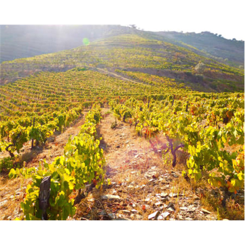 Quinta Da Estrada Winery Do...alley - Douro | Estadia Vinicola no Douro 2 Noites
