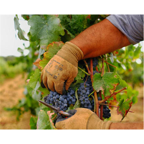 Passeio de Jipe + Prova de Vinhos | Herdade de Coelheiros - Arraiolos Passeio de