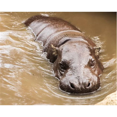 Zoo de Lagos | Aberto Todo o Ano! Entrada de Criança