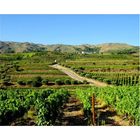 Visita à Vinha e Adega + Prova de 2 Vinhos | Quinta do Monte Travesso - Viseu 2