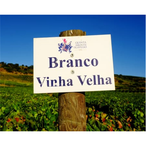 Visita à Vinha e Adega + Prova de 2 Vinhos | Quinta do Monte Travesso - Viseu 2