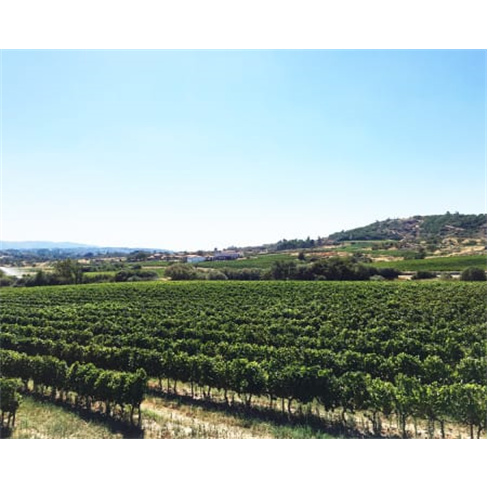 Visita à Adega & Prova de Vinhos | Quinta dos Termos - Belmonte Experiência pa