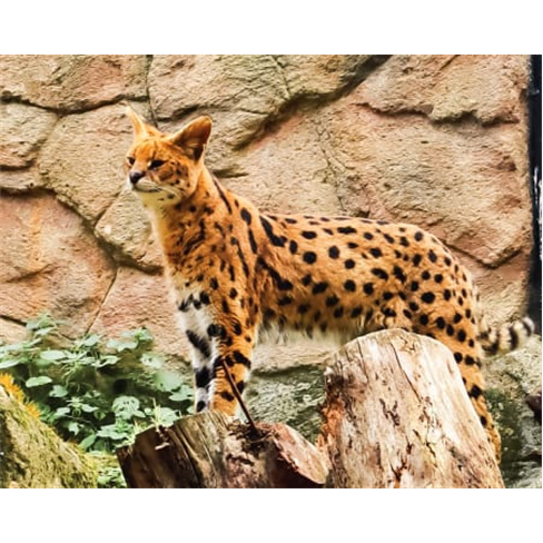 Zoo de Lagos | Aberto Todo o Ano! Entrada de Criança