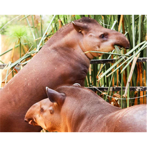 Zoo de Lagos | Aberto Todo o Ano! Entrada de Criança