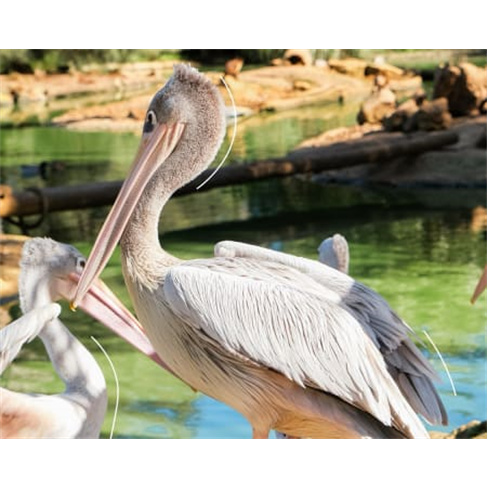 Zoo de Lagos | Aberto Todo o Ano! Entrada de Criança