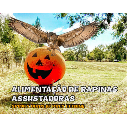 Diversão é no Krazy World! ...io para Toda a Família - Algarve Bilhete de Adu