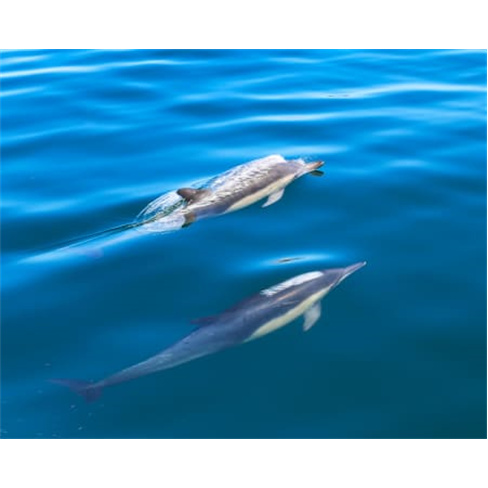 Passeio de Barco pela Rota dos Golfinhos para Dois | Parque Natural da Arrábida