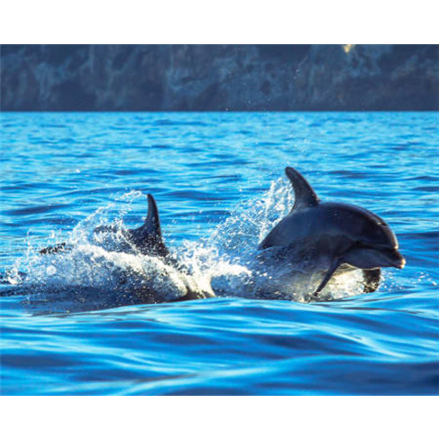 Passeio de Barco pela Rota dos Golfinhos para Dois | Parque Natural da Arrábida
