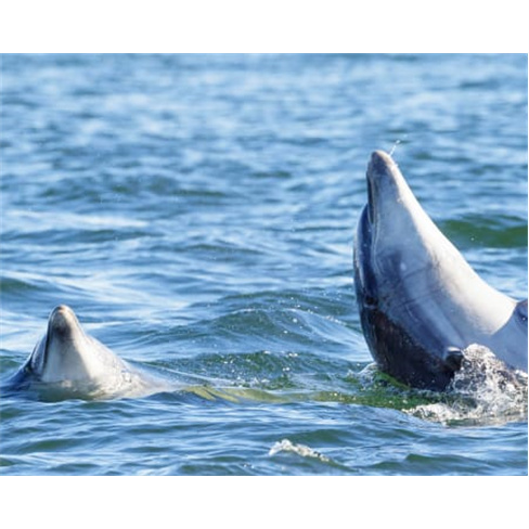 Passeio de Barco pela Rota dos Golfinhos para Dois | Parque Natural da Arrábida