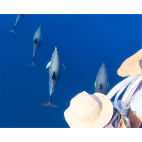 Passeio de Barco pela Rota dos Golfinhos para Dois | Parque Natural da Arrábida