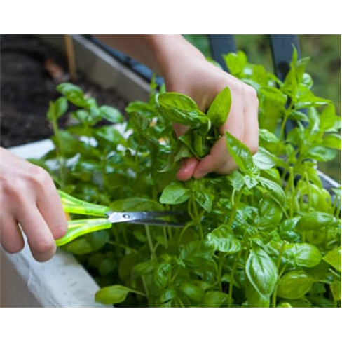 Curso Online Como Criar uma Horta Urbana Ecológica em Casa - 15 Horas | iLabora