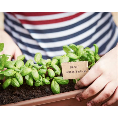 Curso Online Como Criar uma Horta Urbana Ecológica em Casa - 15 Horas | iLabora