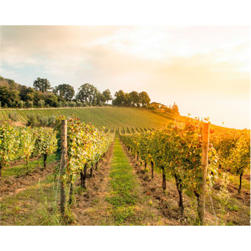 Visita e Prova de Vinhos | 170 Experiências