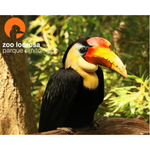 Zoo de Lourosa - O Único Parque Ornitológico do País! Bilhete de Criança