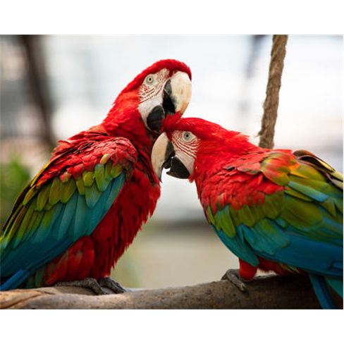Zoo de Lourosa - O Único Parque Ornitológico do País! Bilhete de Criança