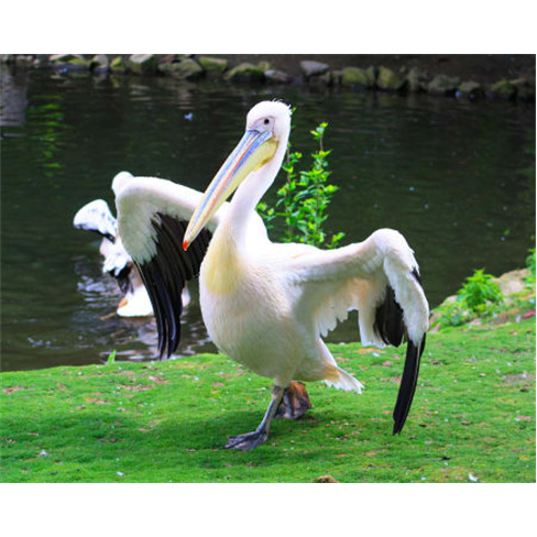 Zoo de Lourosa - O Único Pa... de Família - 2 Adultos + 2 Crianças (Até 12 A