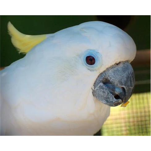 Zoo de Lourosa - O Único Parque Ornitológico do País! Bilhete de Criança