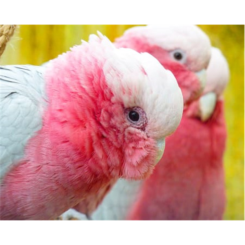 Zoo de Lourosa - O Único Parque Ornitológico do País! Bilhete de Criança