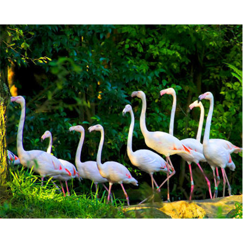 Zoo de Lourosa - O Único Parque Ornitológico do País! Bilhete de Criança