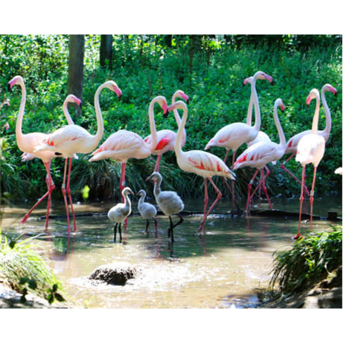 Zoo de Lourosa - O Único Parque Ornitológico do País! Bilhete de Criança