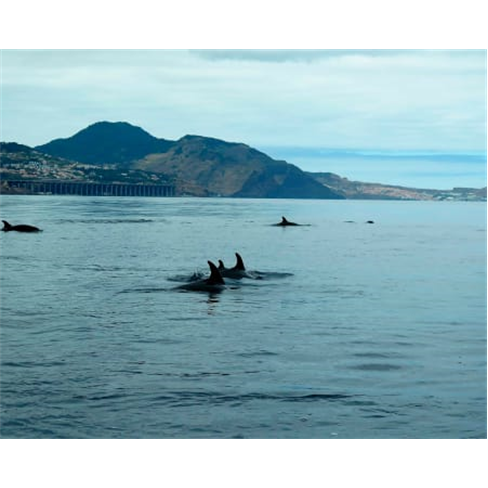 Observação de Golfinhos e Baleias na Madeira c/ Passeio de Barco | Azul Diving