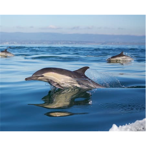 Observação de Golfinhos e Baleias na Madeira c/ Passeio de Barco | Azul Diving