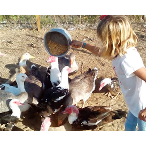 Entrada na Quinta Pedagógic...imentação de Animais | Bombarral Entrada de Adu