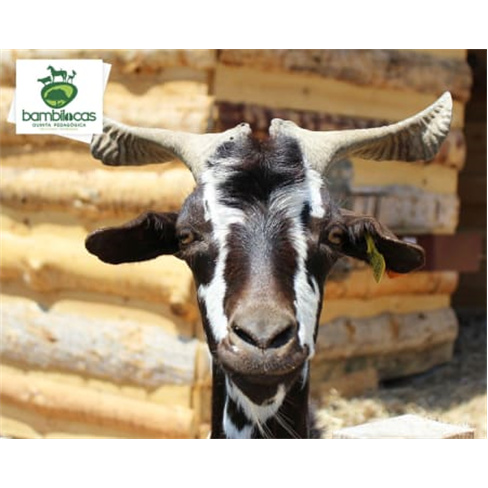 Entrada na Quinta Pedagógica Bambilocas c/ Alimentação de Animais | Bombarral