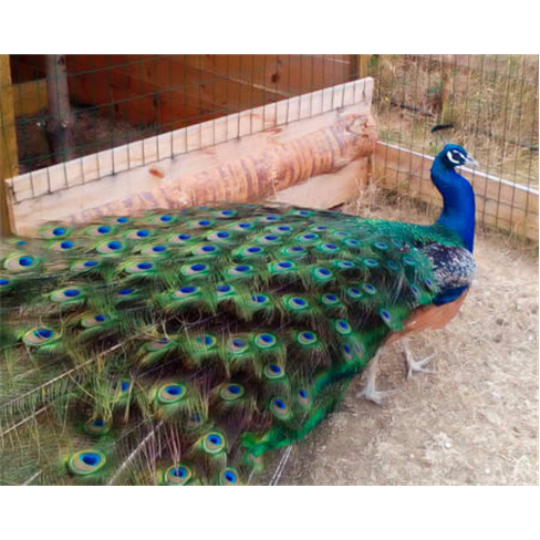 Entrada na Quinta Pedagógic...imentação de Animais | Bombarral Entrada de Adu