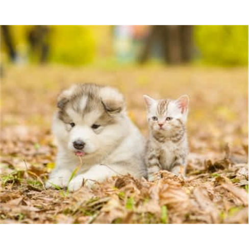 Sessão Fotográfica com Animal de Estimação | Alameda ou Parque Bela Vista