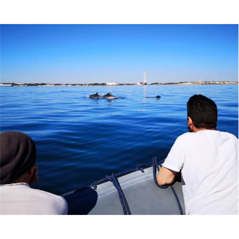 Passeio de Barco pela Baía ...Observação de Golfinhos! 2 Horas Bilhete de Adu