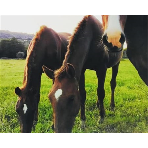Quinta do Pinheiro: Estadia 2 Noites, Piscina e Cavalo.nn50 caracteres.