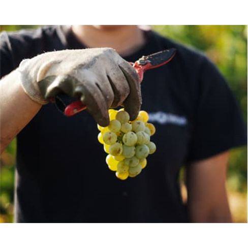 Workshop «O Meu Vinho» para 2 - Faça o Seu Próprio Vinho e Leve-o Para Casa!