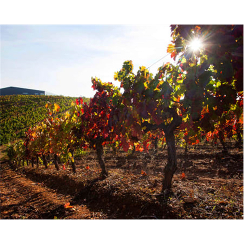 Workshop «O Meu Vinho» para 2 - Faça o Seu Próprio Vinho e Leve-o Para Casa!