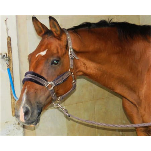 Batismo a Cavalo em Picadeiro - Clube Catarina Vicenten(51 caracteres)