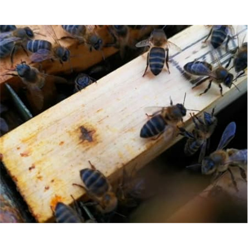 Experiências Imersivas no Habitat Natural das Abelhas para Dois | A Apicultora