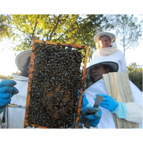 Experiências Imersivas no Habitat Natural das Abelhas para Dois | A Apicultora